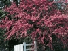 Cercis Siliquastrum